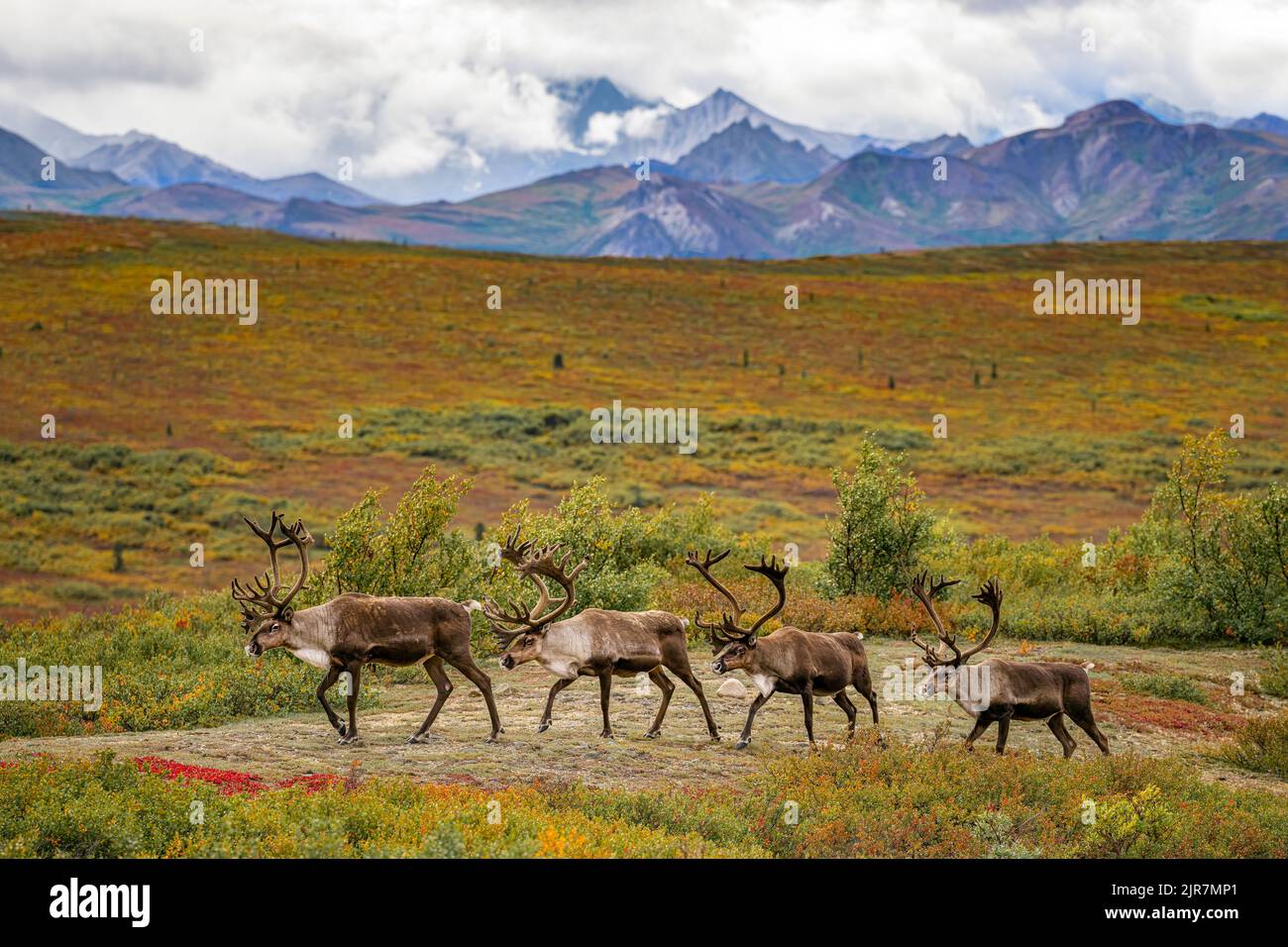 4 Bull Caribou Foto Stock