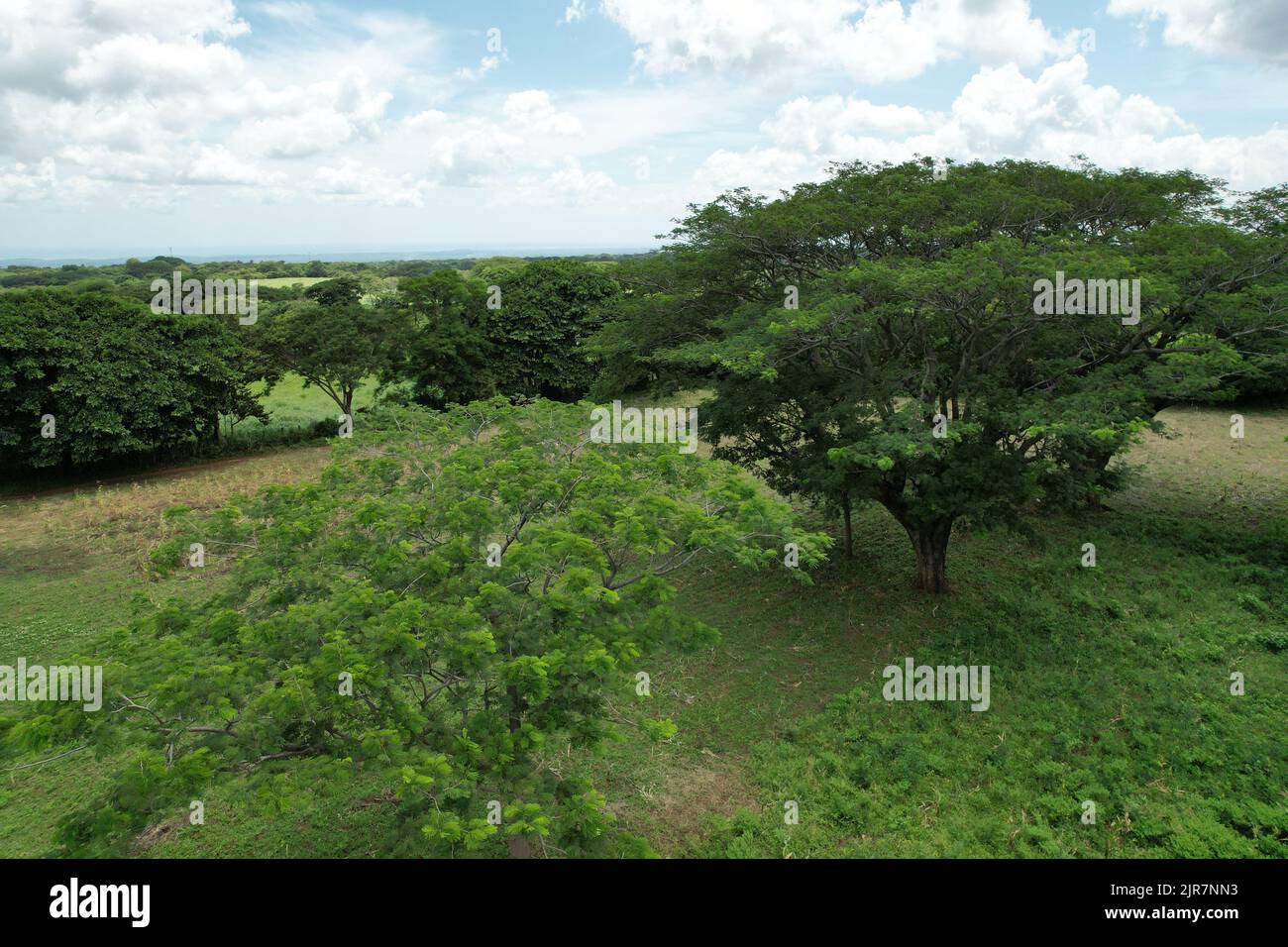 Albero in campo verde vista aerea con sfondo cielo blu Foto Stock