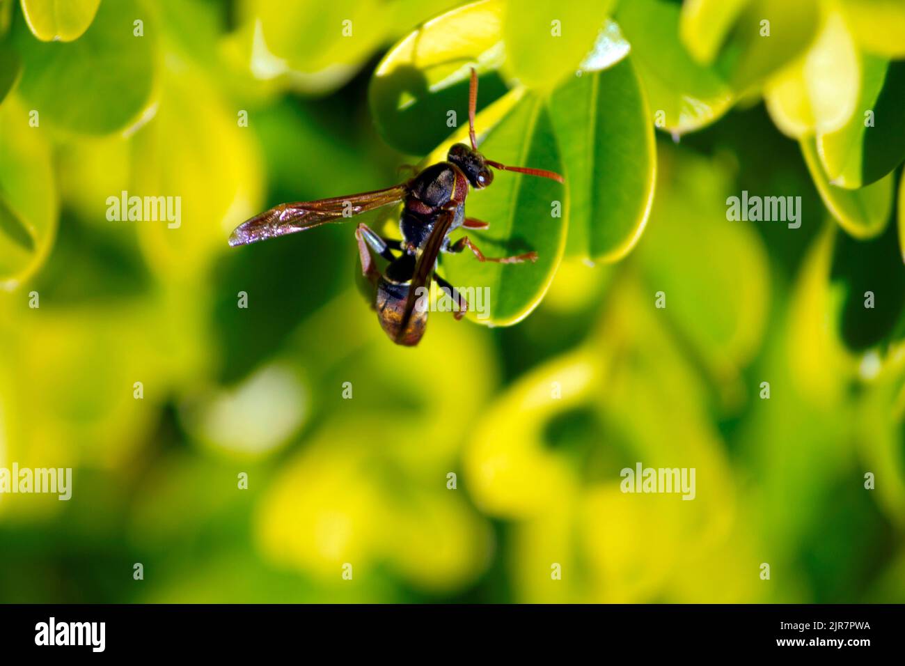 Morso di calabrone immagini e fotografie stock ad alta risoluzione - Alamy