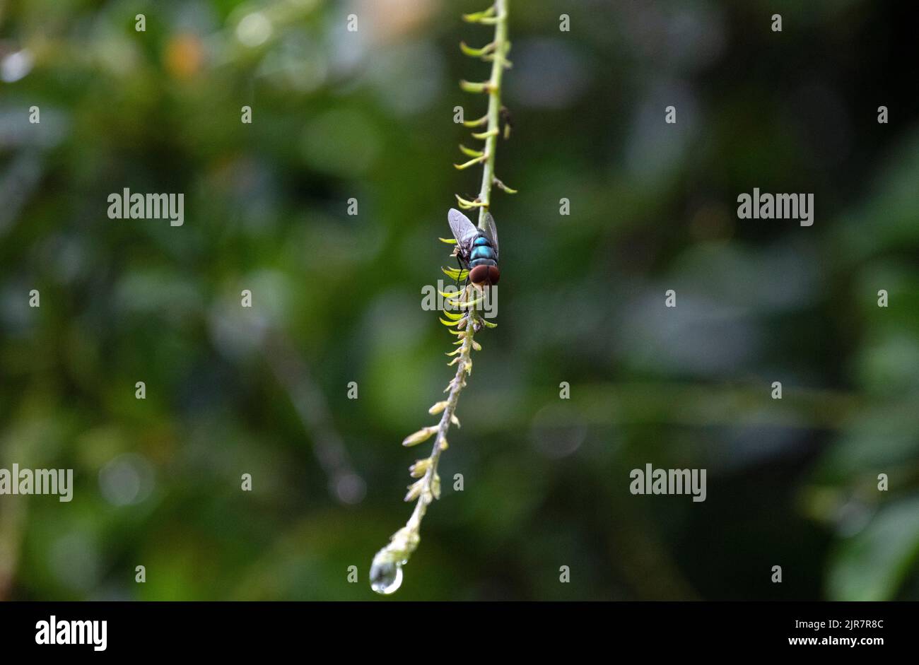Una Housefly (Musca domestica) arroccata sul ramo di uno stabilimento di Sydney, NSW, Australia (Foto di Tara Chand Malhotra) Foto Stock