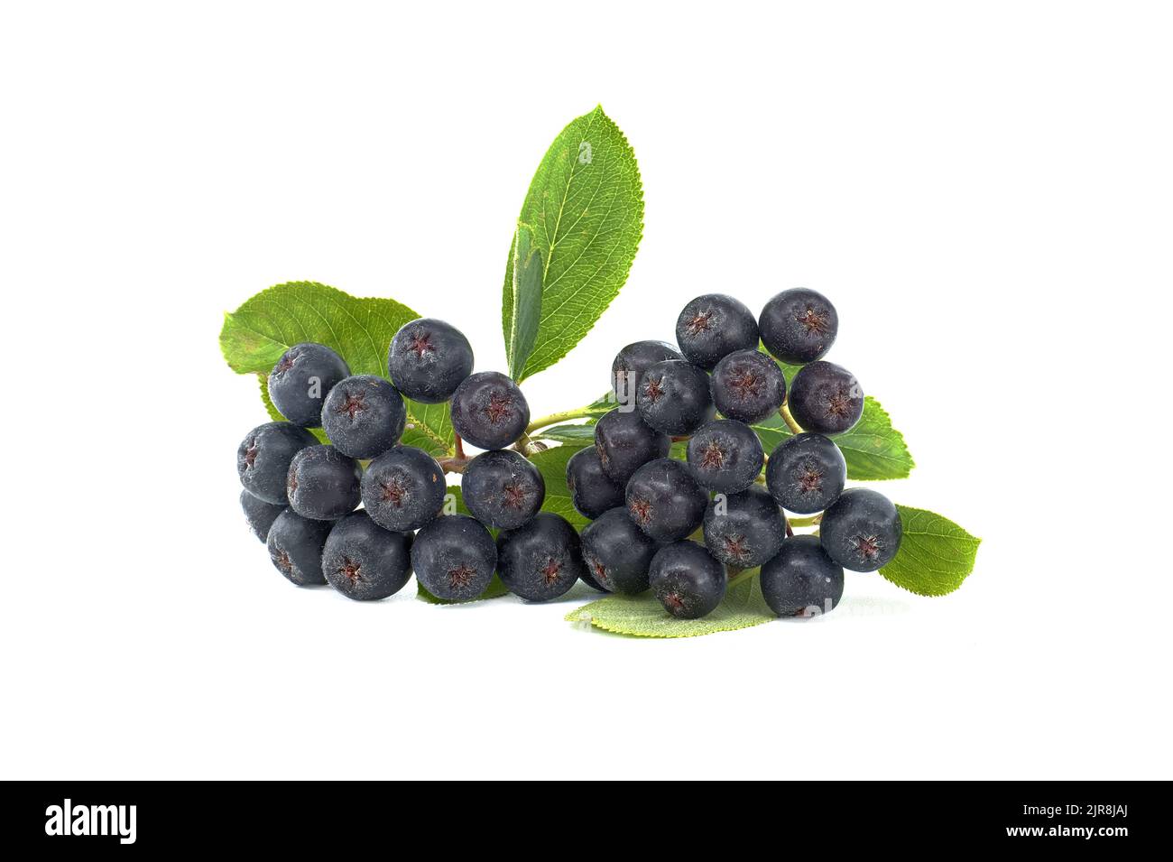 Aronia melanocarpa, chiamata la bacca nera isolata su sfondo bianco Foto Stock