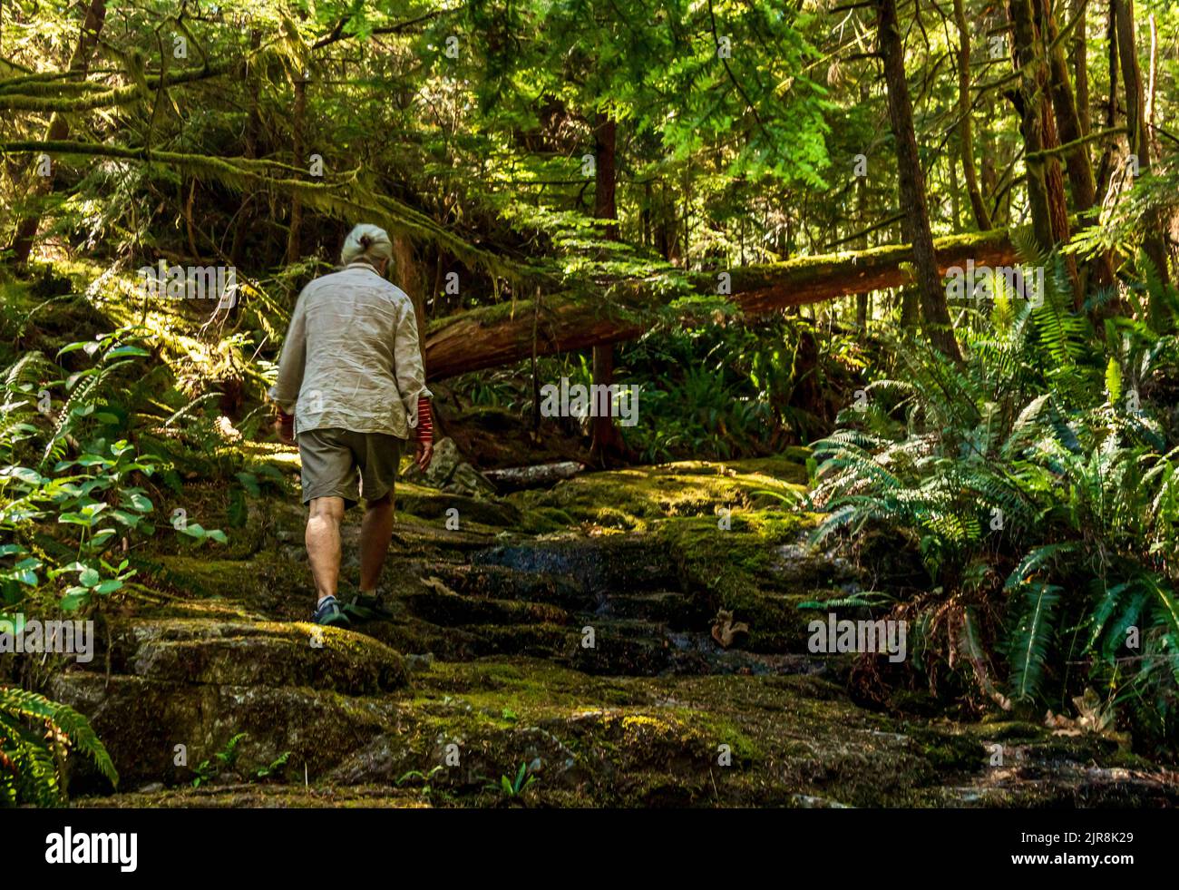 Donna anziana che cammina in una foresta verde ombreggiata nella Columbia Britannica, Canada. Percorso muschio con fermi e alberi, luce del sole attraverso gli alberi. Foto Stock