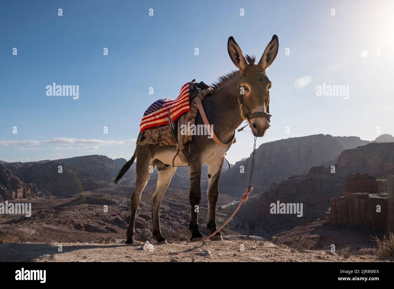 Un asino con una sella nei colori delle bandiere americane sullo sfondo delle montagne. L'asino è un simbolo del Partito democratico degli Uniti Foto Stock