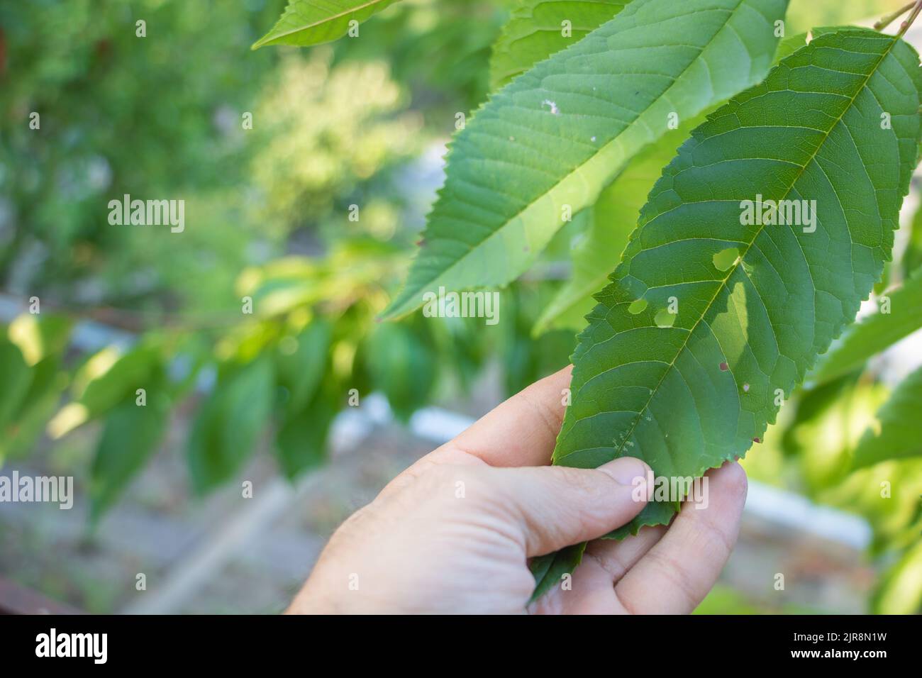 Mano umana che tiene una foglia di ciliegio affetta da parassiti - concetto di agricoltura - foglie di ciliegio in un primo piano soleggiato dau Foto Stock