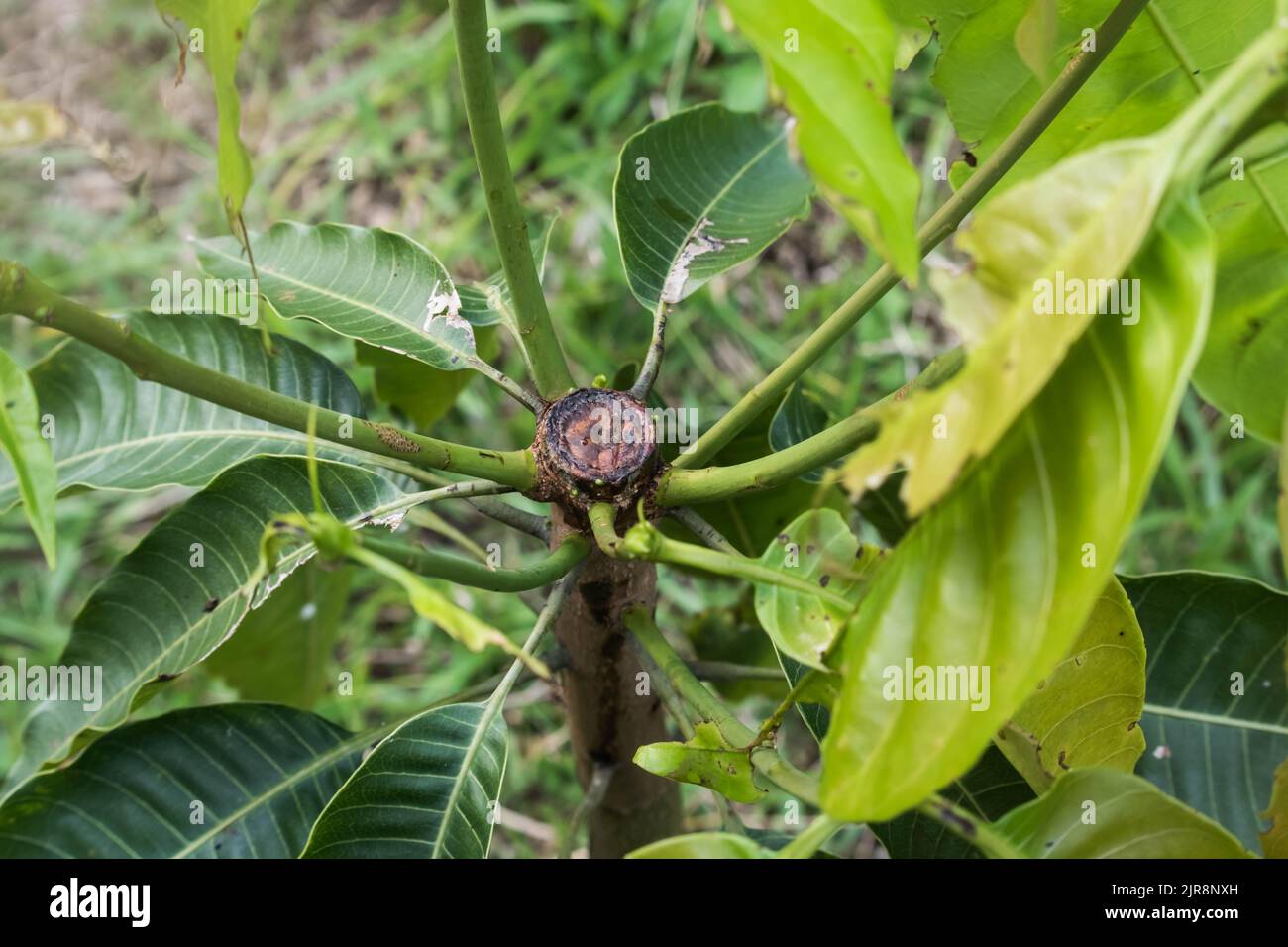 Una pianta di Mango potata Foto Stock