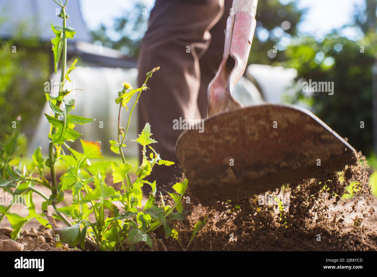 Letti erbacce con piante agricole che crescono nel giardino. Controllo delle erbacce nel giardino. Terreno coltivato primo piano. Lavoro agricolo sulla piantagione Foto Stock