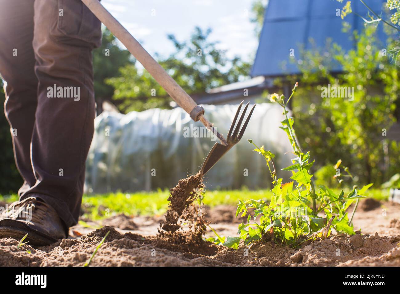 Letti di sarchiatura con piante agricole che crescono in giardino.  Controllo delle erbacce e degli infestanti in giardino. Terreno coltivato  in primo piano Foto stock - Alamy