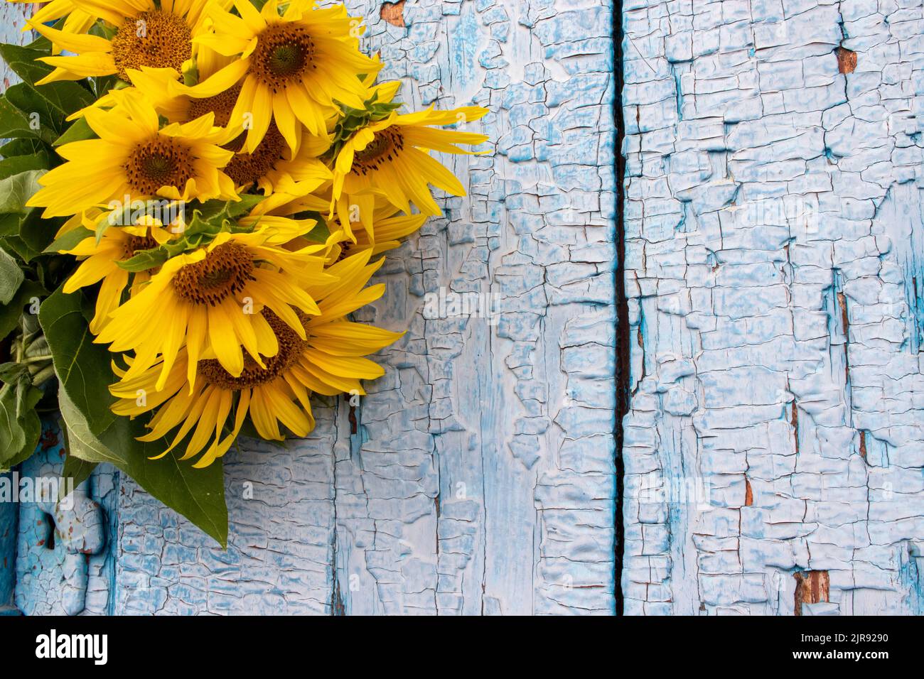 Bouquet di girasoli su sfondo di legno blu. Vecchia porta di legno blu con fiori gialli. Spazio di copia Foto Stock