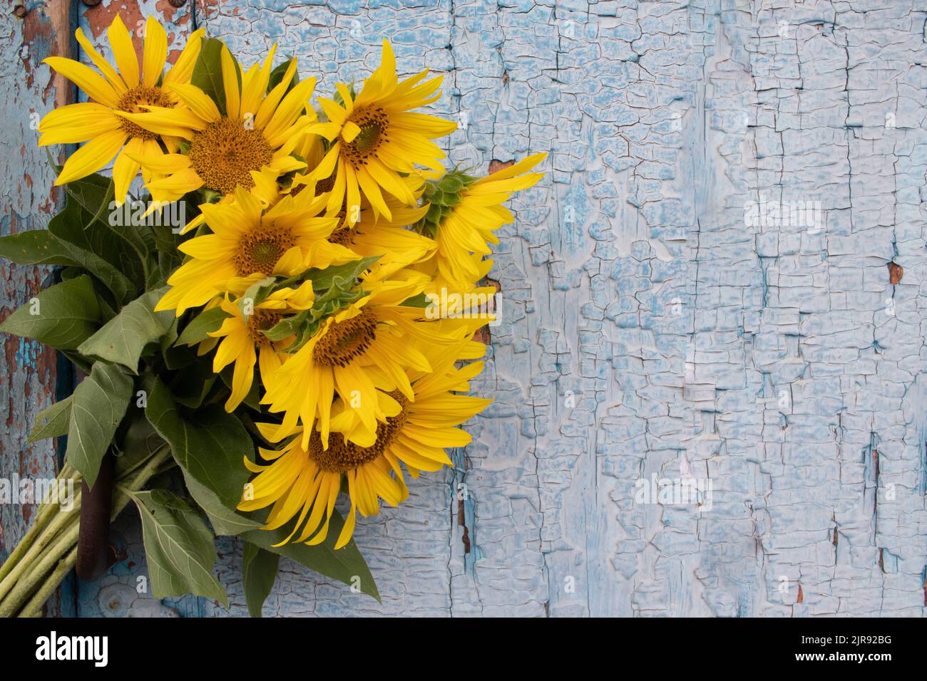 Bouquet di girasoli su sfondo di legno blu. Vecchia porta di legno blu con fiori gialli. Spazio di copia Foto Stock