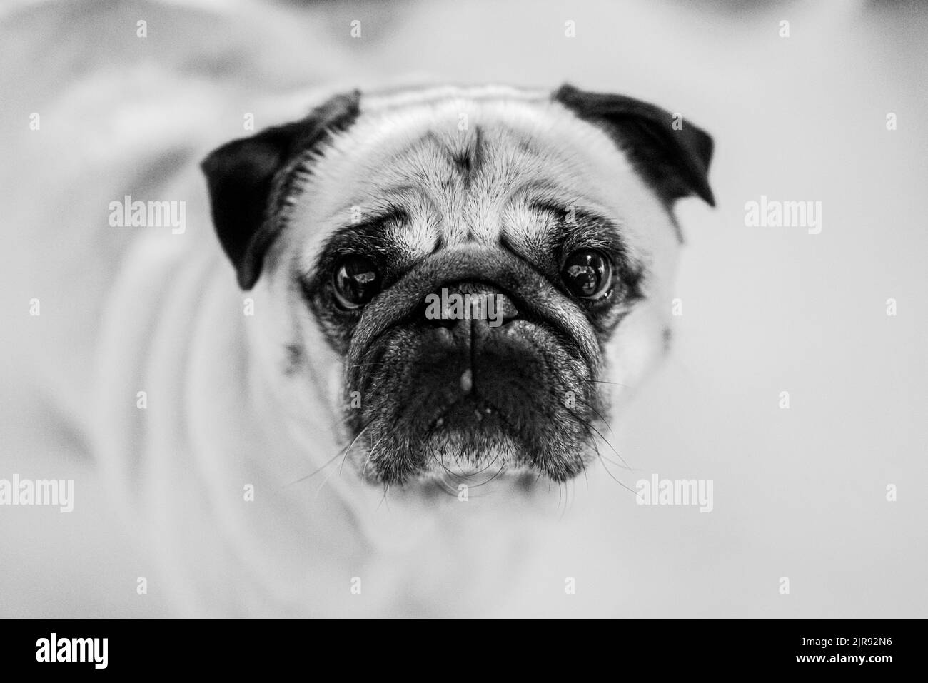 ritratto di un carino pug dog Foto Stock