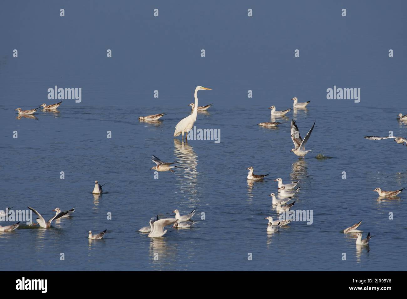 Silberreiher, grande airone bianco, Ardea alba, Elbe bei Bleckede, Germania Foto Stock