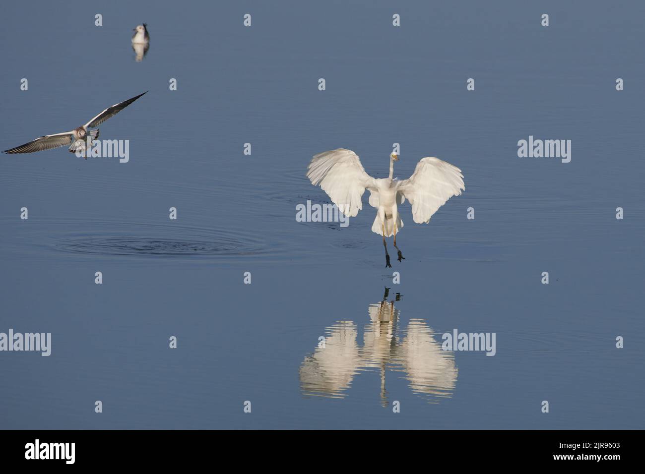 Silberreiher, grande airone bianco, Ardea alba, Elbe bei Bleckede, Germania Foto Stock