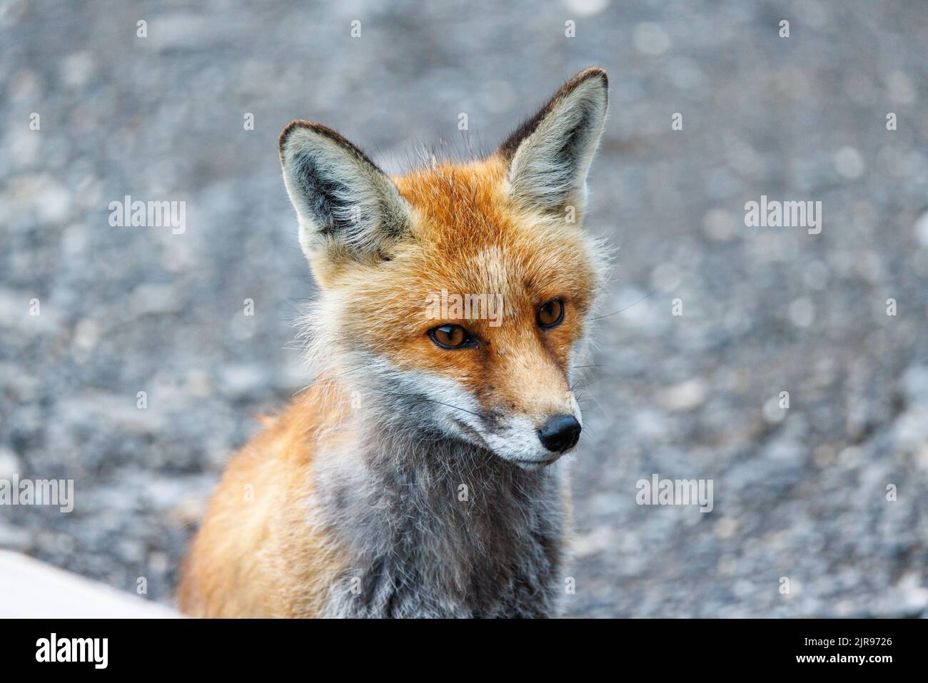 ritratto di una volpe rossa vicino ad un rifugio alpino Foto Stock
