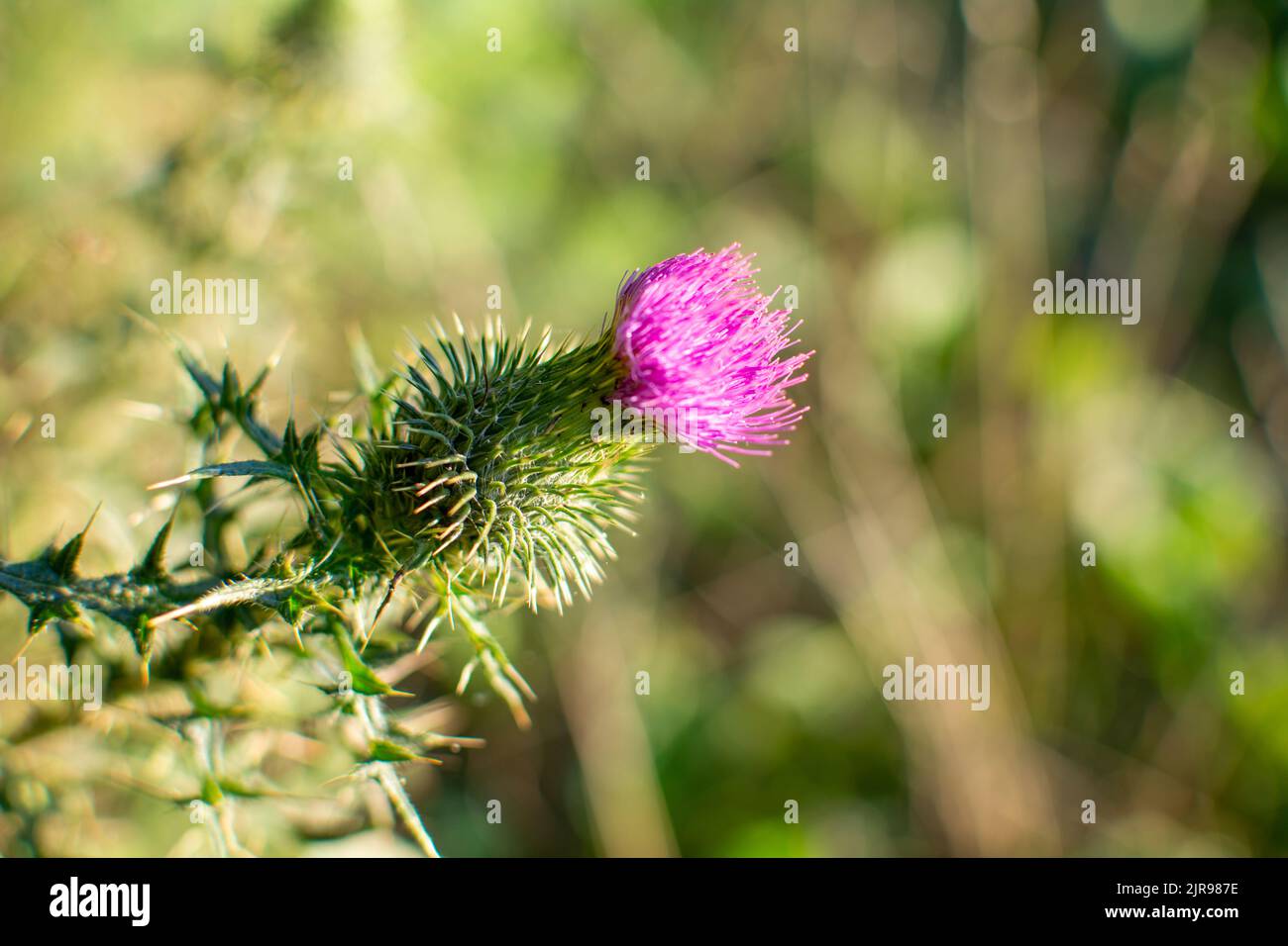 Primo piano di un fiore di cardo con sfondo sfocato. Foto Stock