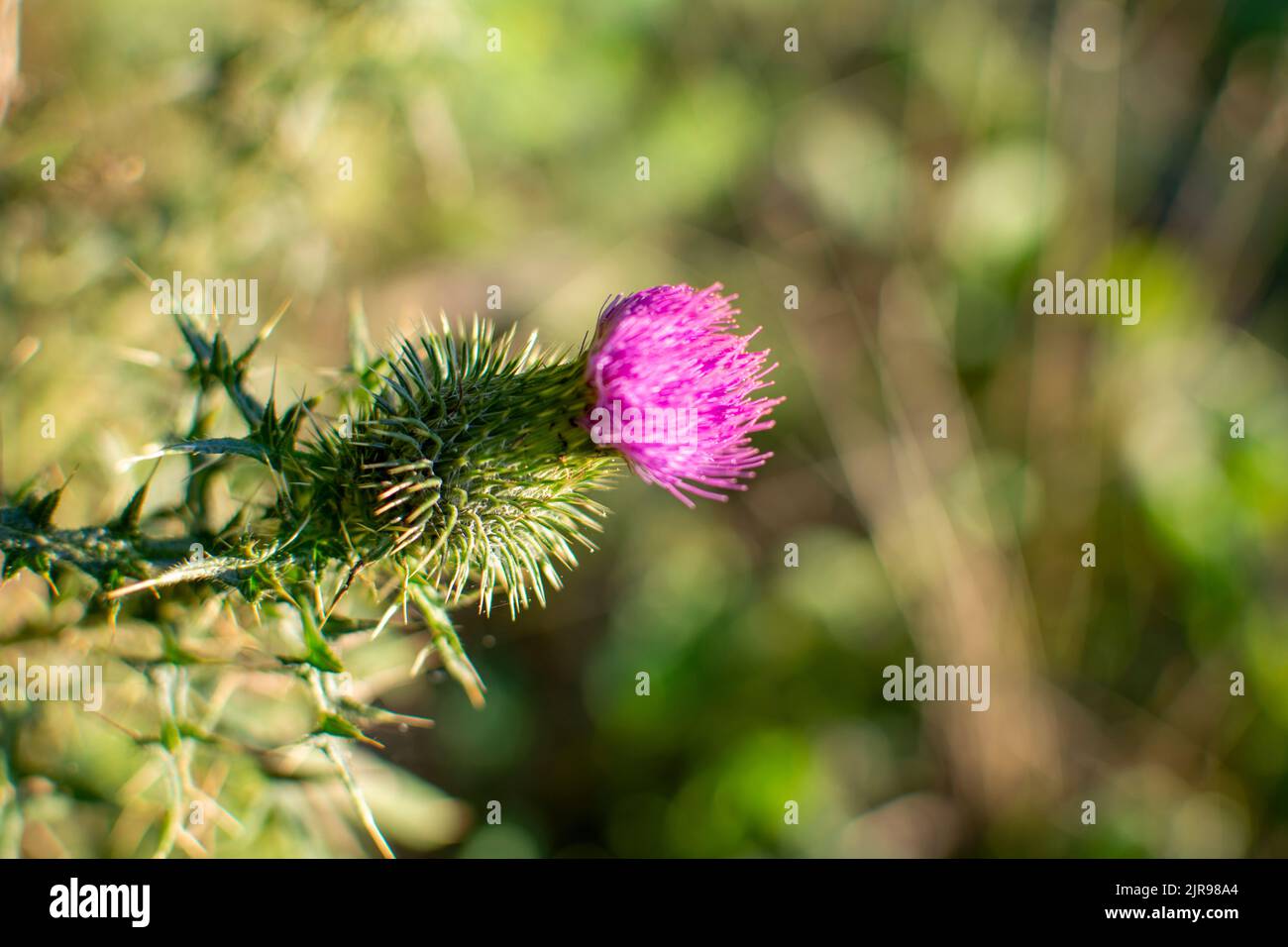 Primo piano di un fiore di cardo con sfondo sfocato. Foto Stock
