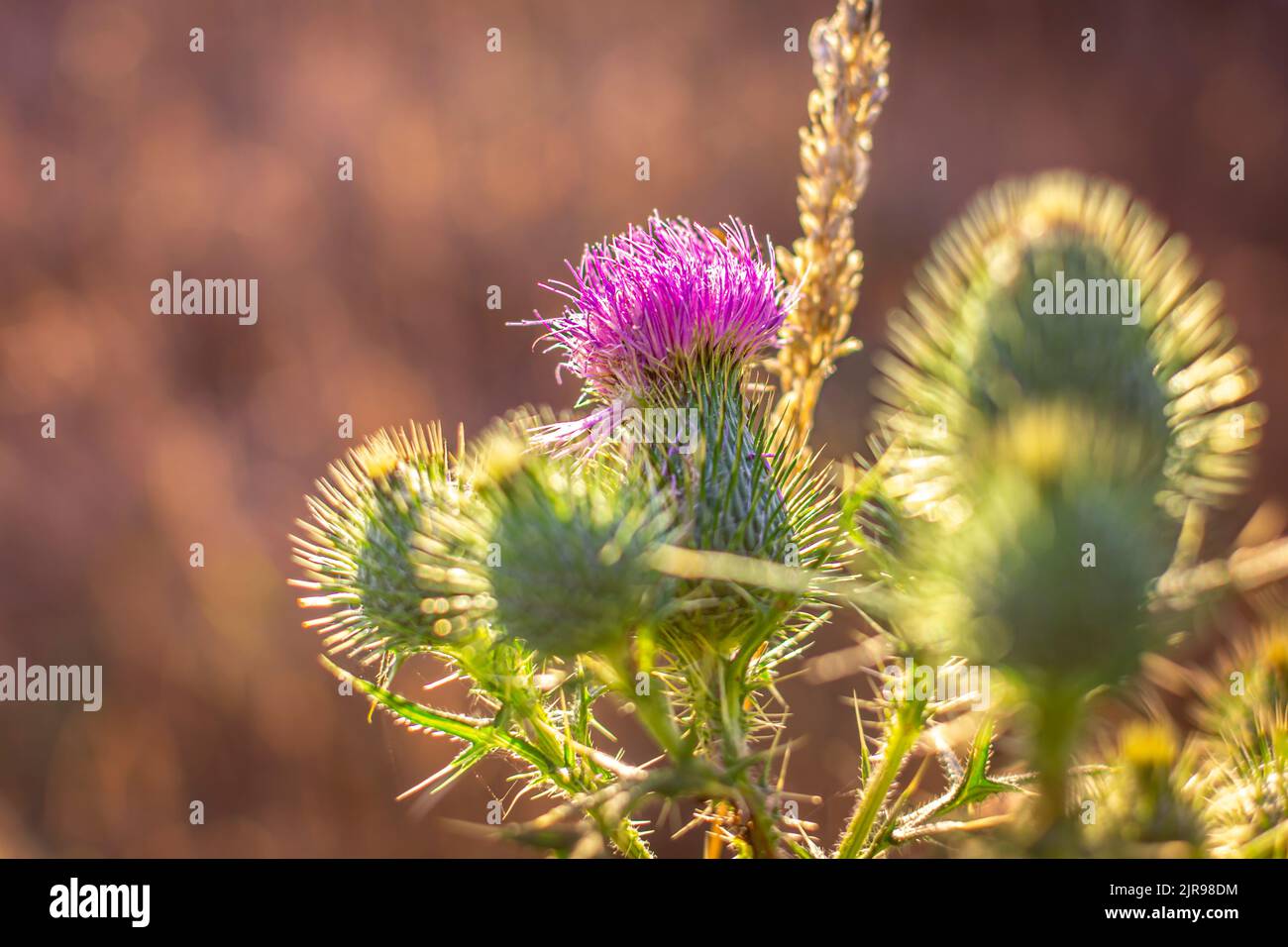 Primo piano di un fiore di cardo con sfondo sfocato. Foto Stock