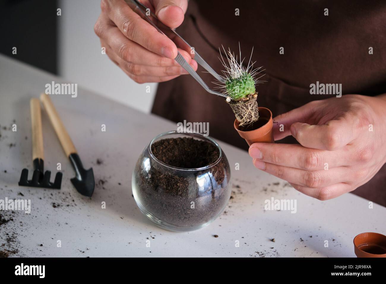 Le mani dell'uomo usando le pinzette per repot un piccolo cactus un Pico. Foto Stock