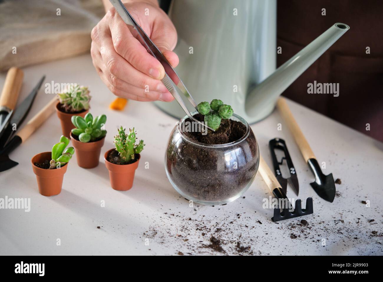 Le mani dell'uomo usano le pinzette per repot un Lophophophophophora, spineless, cactus bottoni-come. Foto Stock