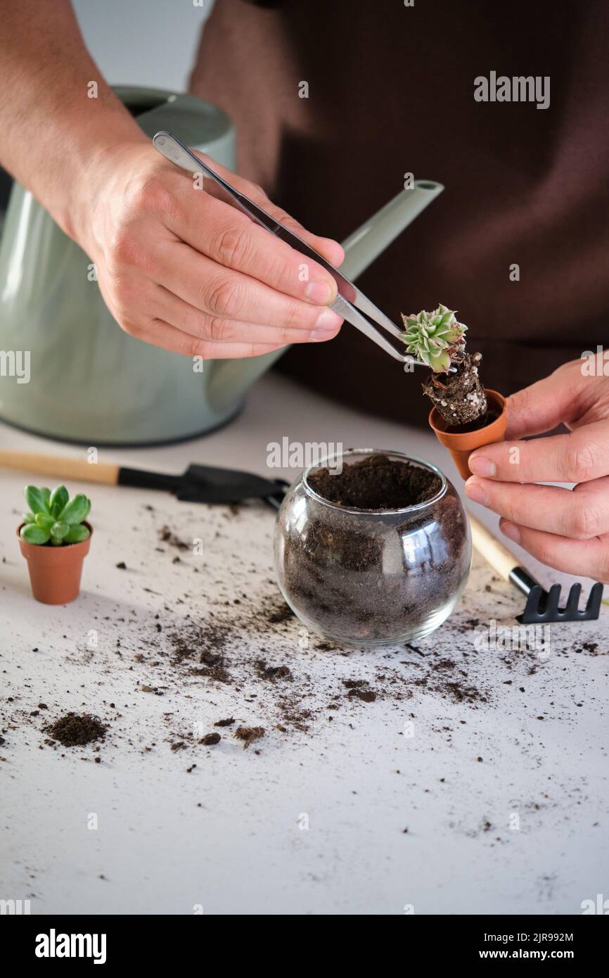 Mani dell'uomo usando le pinzette per repot una pianta succulenta mini. Foto Stock