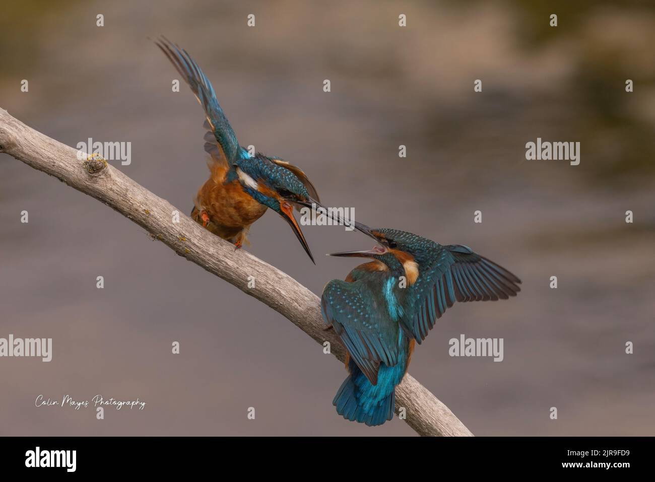 questo è il mio territorio Foto Stock questo è il mio territorio Foto Stock
