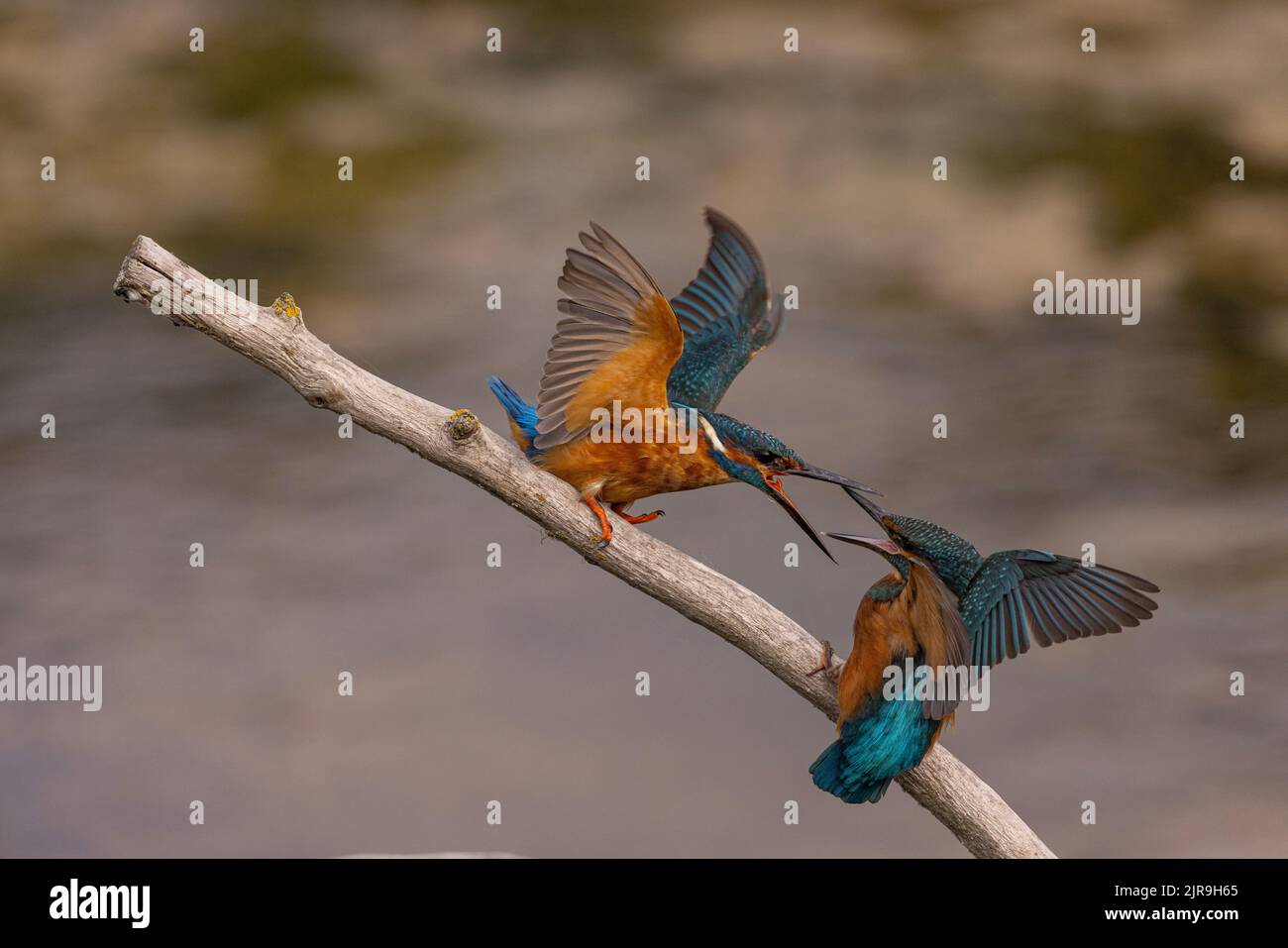 kingfisher squabble Foto Stock