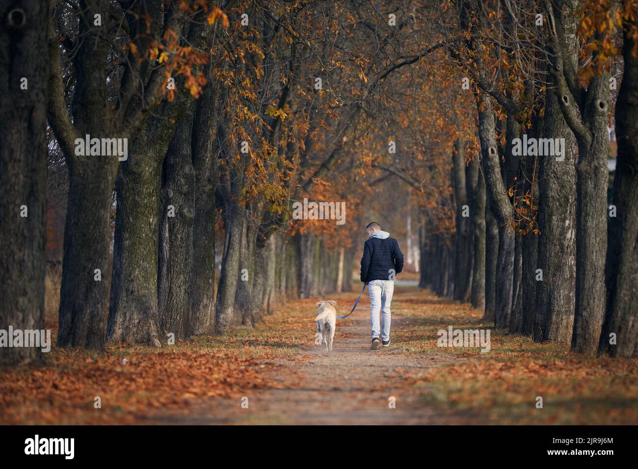 Vista posteriore dell'uomo con cane. Il proprietario degli animali domestici cammina con labrador Retriever attraverso il vicolo di castagno durante il giorno di autunno soleggiato. Foto Stock