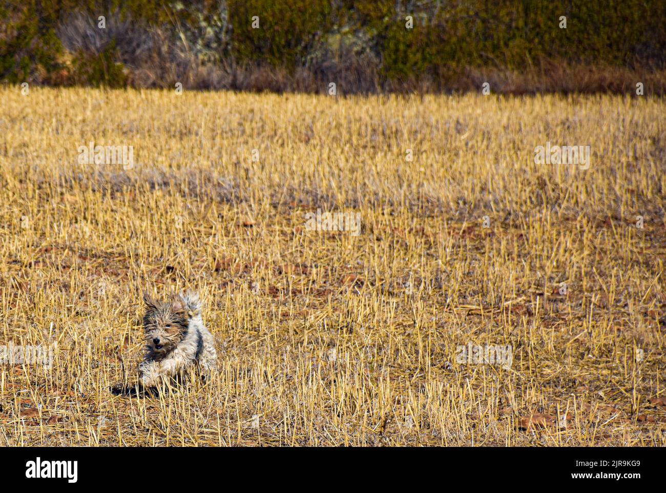 Fox terrier razza cucciolo cane che scorre attraverso un campo di paglia Foto Stock