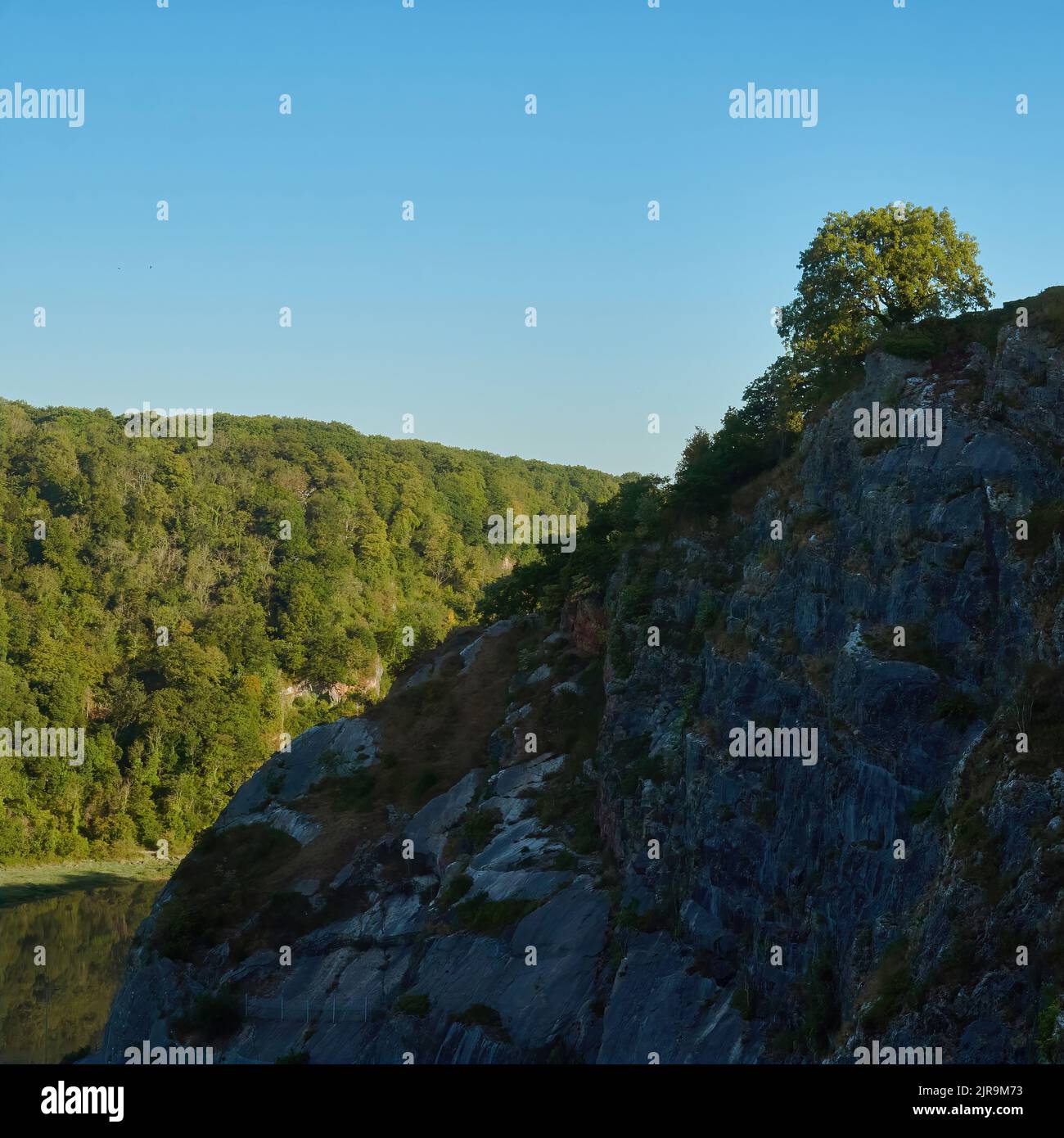 Boschi soleggiato e scogliera ombreggiata sulla Gola Avon, riflessa in una zona di specchio del fiume. Un albero prominente si erge sul confine luminoso. Foto Stock