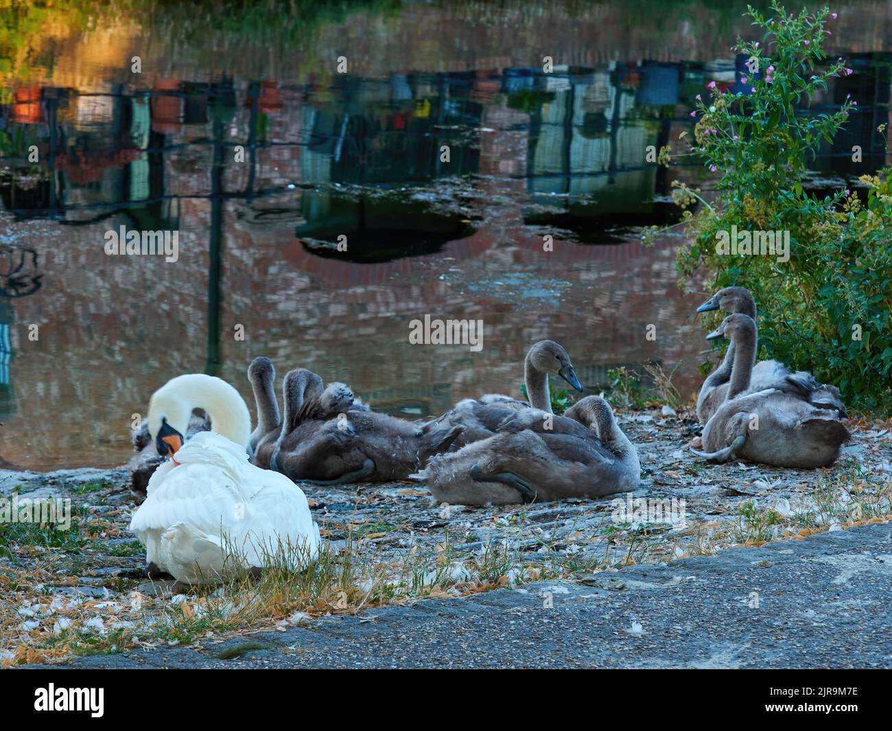 Un cigno muto guarda un crèche cygnet accanto ad un lago a Chichester, con le acque cristalline che riflettono il vicino moderno sviluppo residenziale. Foto Stock