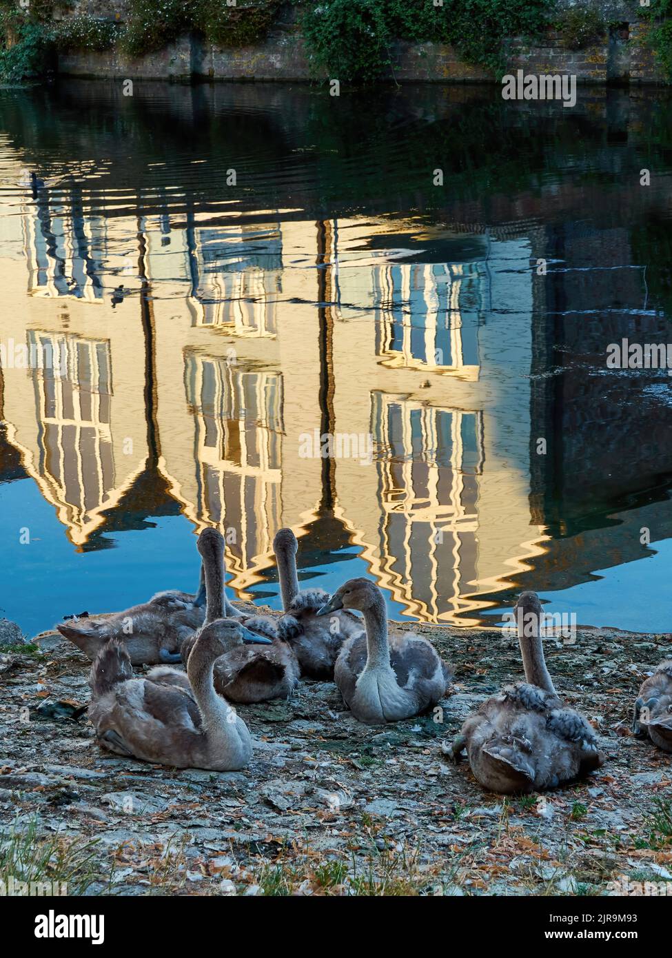 Un crèche di cignet vicino ad un lago tranquillo a Chichester, con le acque cristalline che riflettono il vicino moderno sviluppo residenziale. Foto Stock