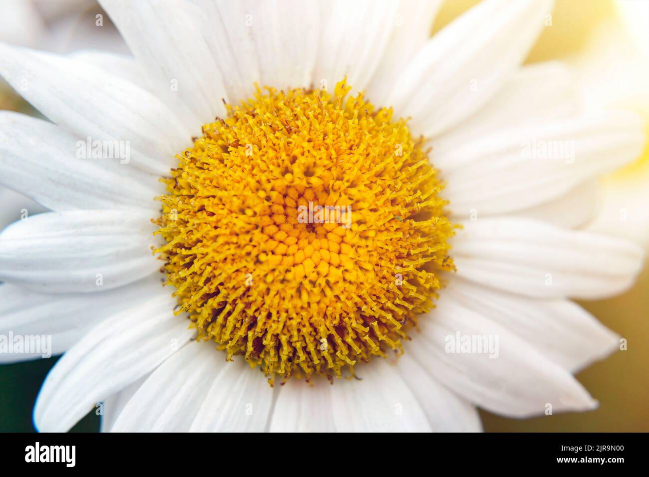 Primo piano in camomilla al sole. Marguerite, margherita in giardino. Camomilla in fiore, fuoco selettivo. Sfondo naturale piuttosto orizzontale. Bella scena Foto Stock