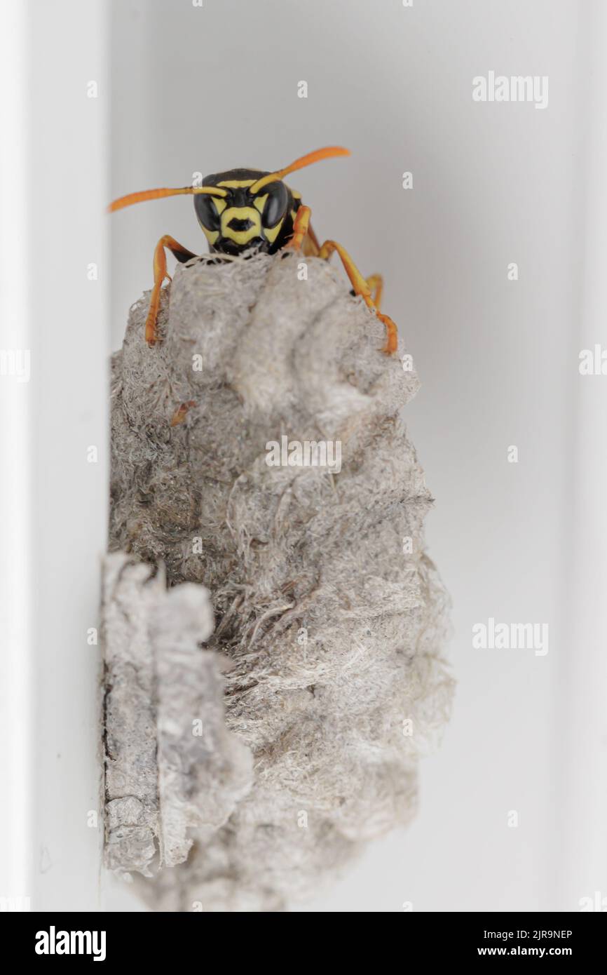 Una vespa che costruisce un nido di carta in un luogo urbano Foto Stock