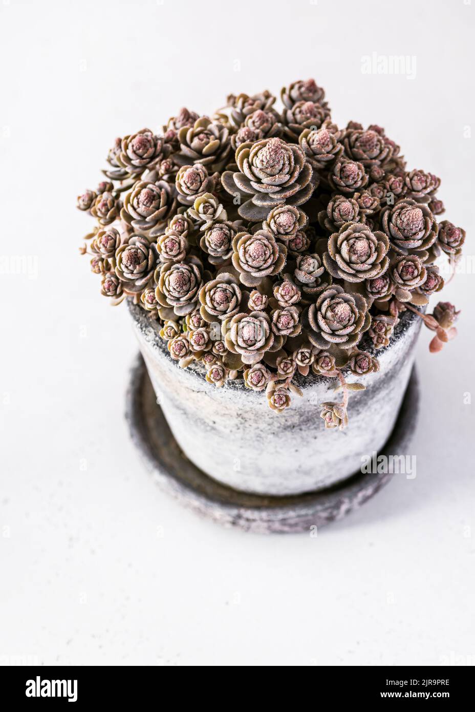 Belle piante succulente in vaso di ceramica con gocce d'acqua. Piante succulente in vaso in stile bonsai cinese o giapponese. Concetto di casa o di giardinaggio. Foto Stock