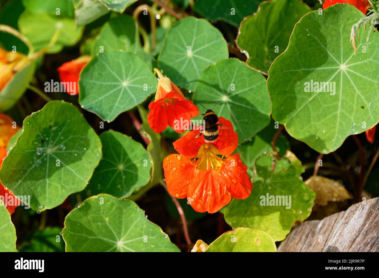 Decollo raggiunto, un'ape bumble sta volando via da un fiore di nasturzio arancione Foto Stock
