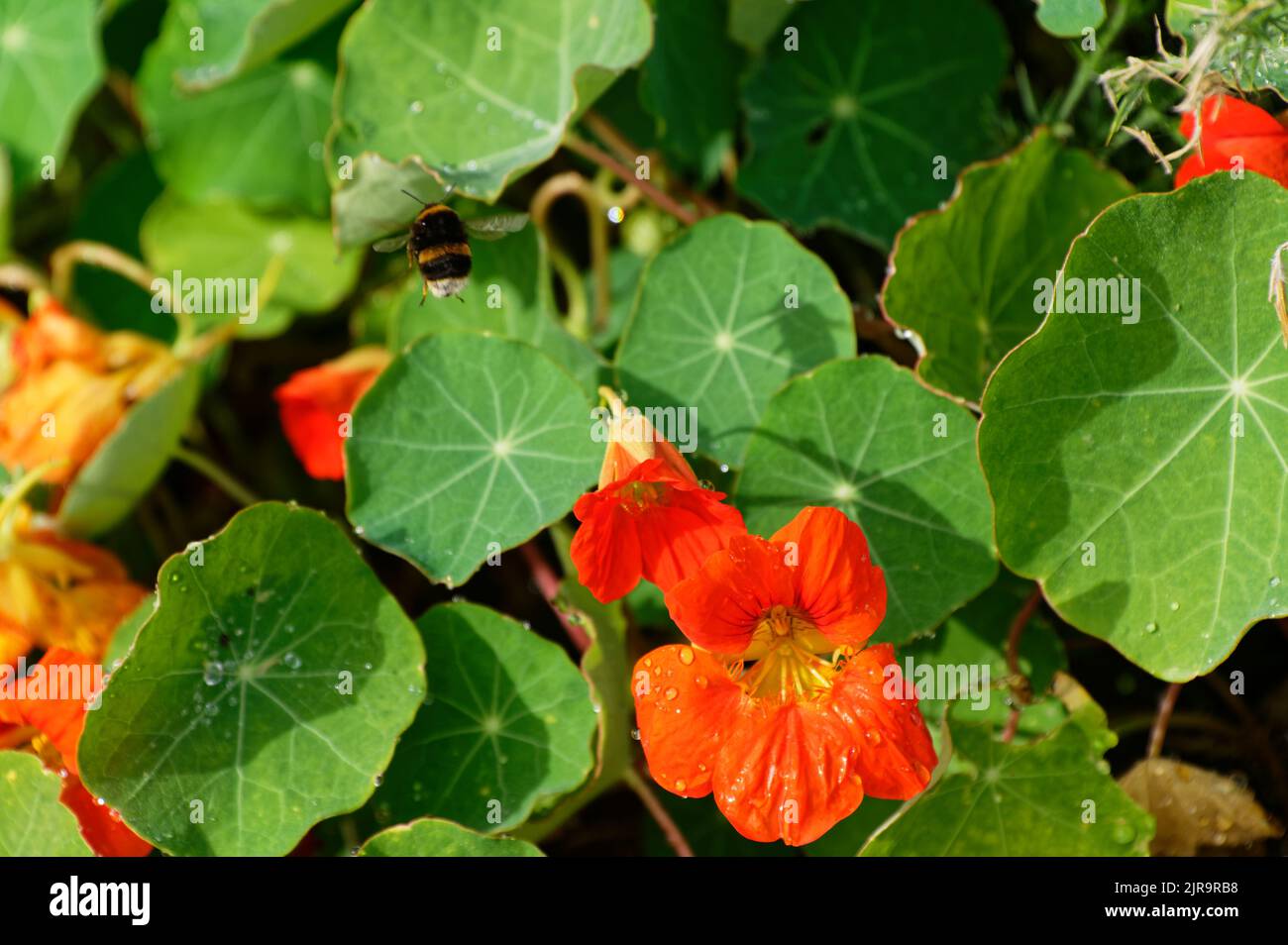 Un'ape bumble sta volando sopra un nasturzio, cercando un fiore che non ha visitato ancora. Foto Stock