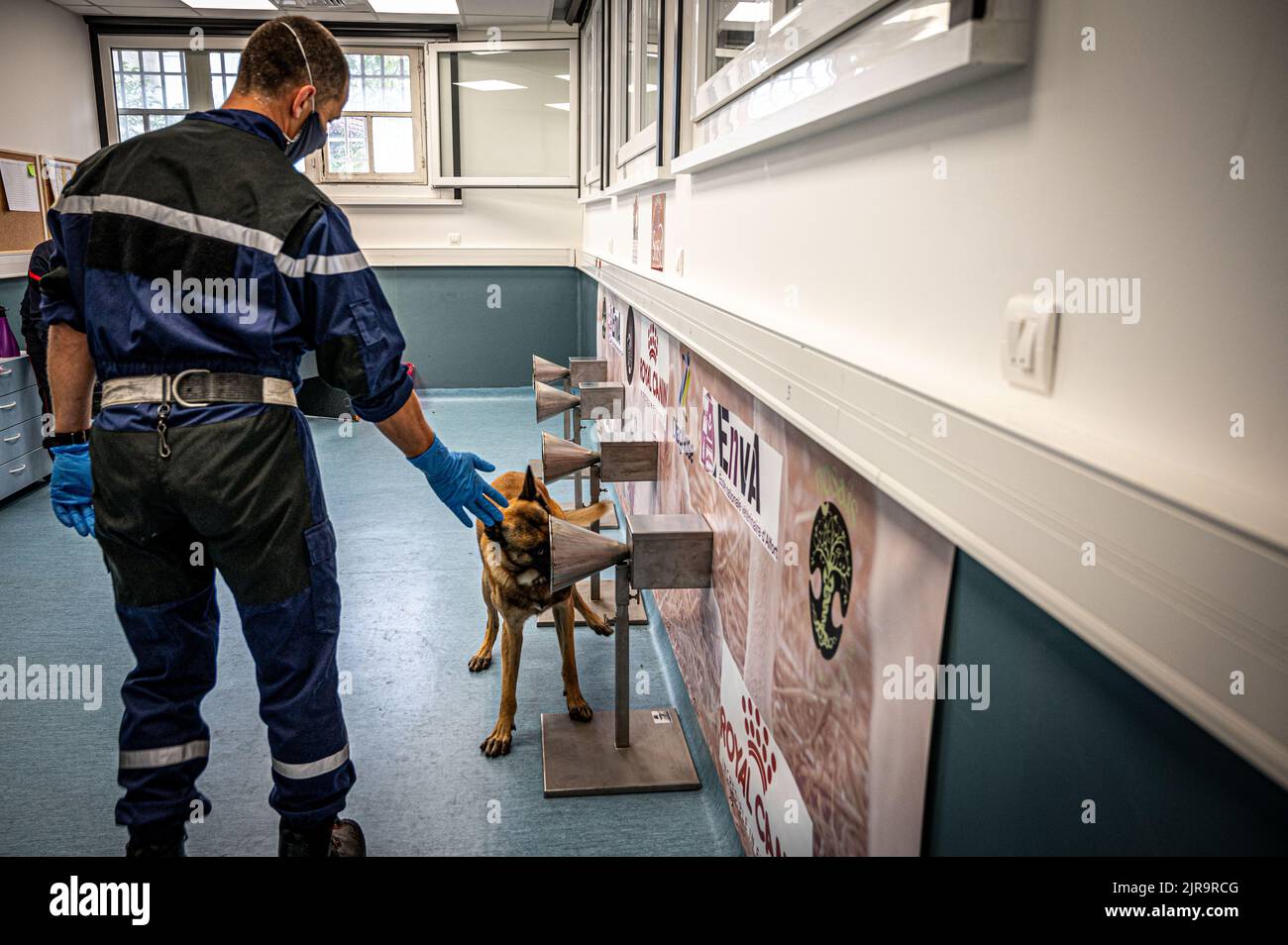 Maisons-Alfort (zona di Parigi), 2020/09/24: In un'aula della scuola veterinaria nazionale di Alfort (EnvA), cani addestrati per annientare COVID-19. Il tr Foto Stock