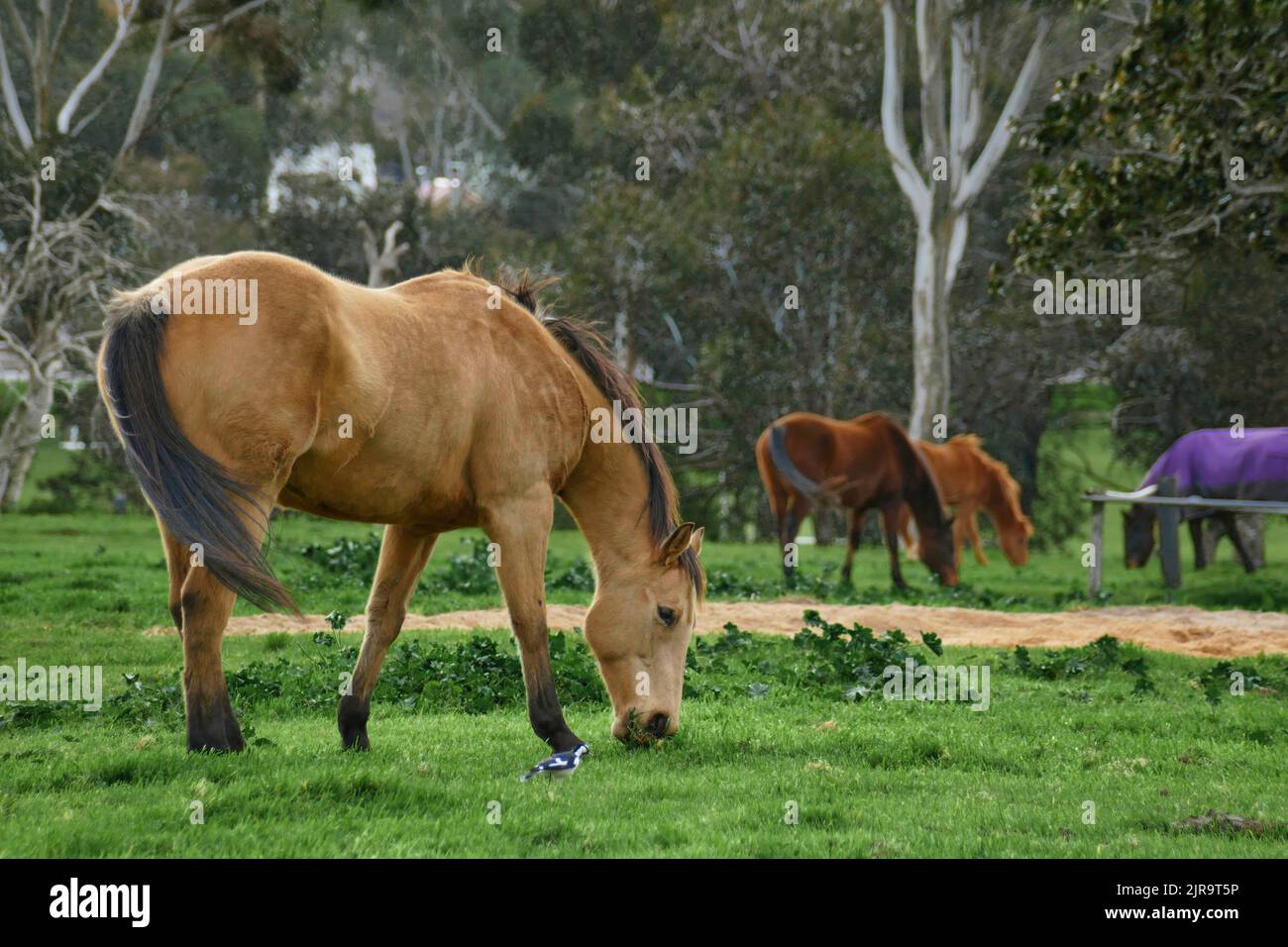 Un primo piano di cavalli del quartiere americano che pascolano nella foresta Foto Stock