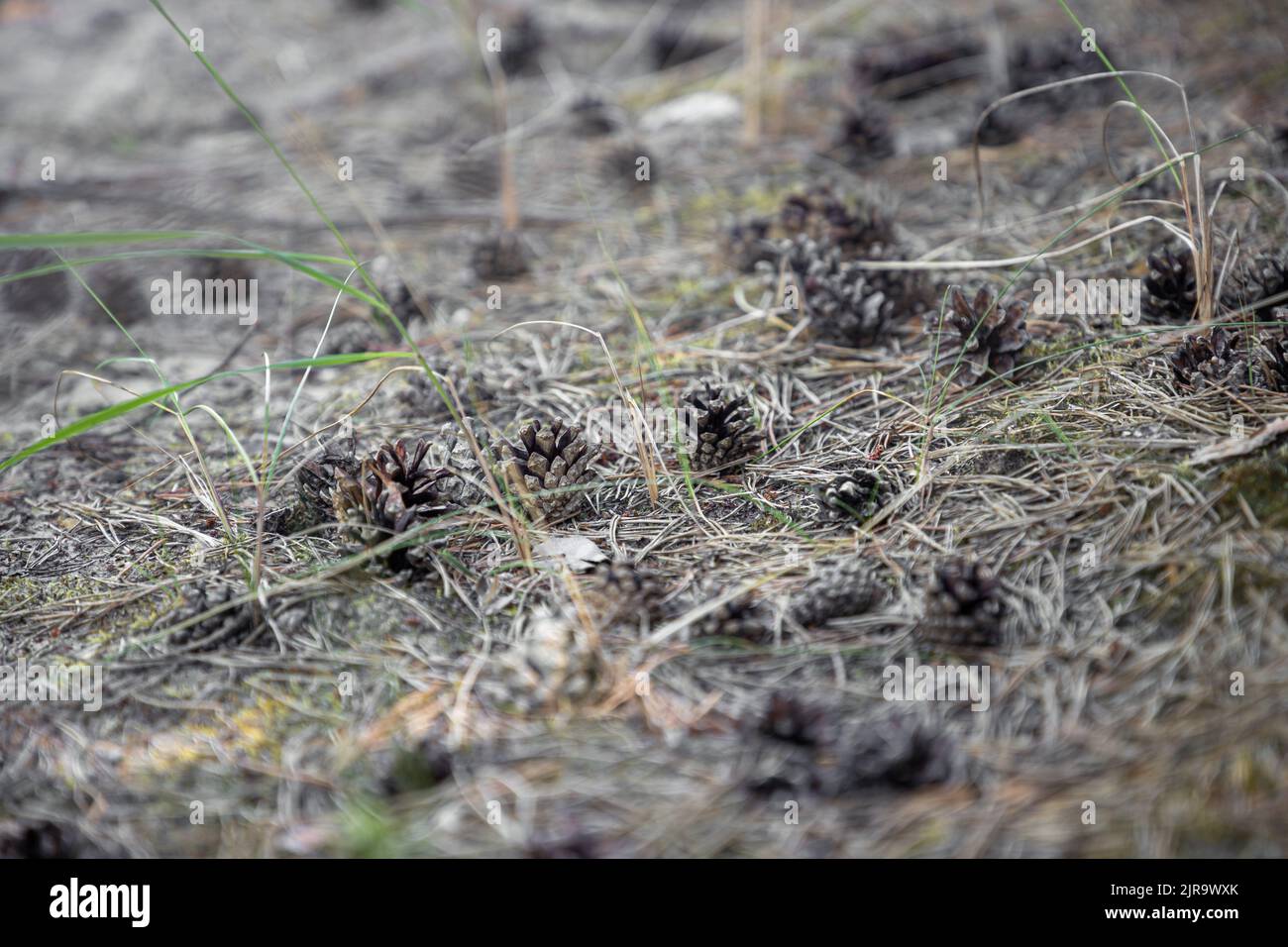 Coni di pino nelle foreste estoni Foto Stock