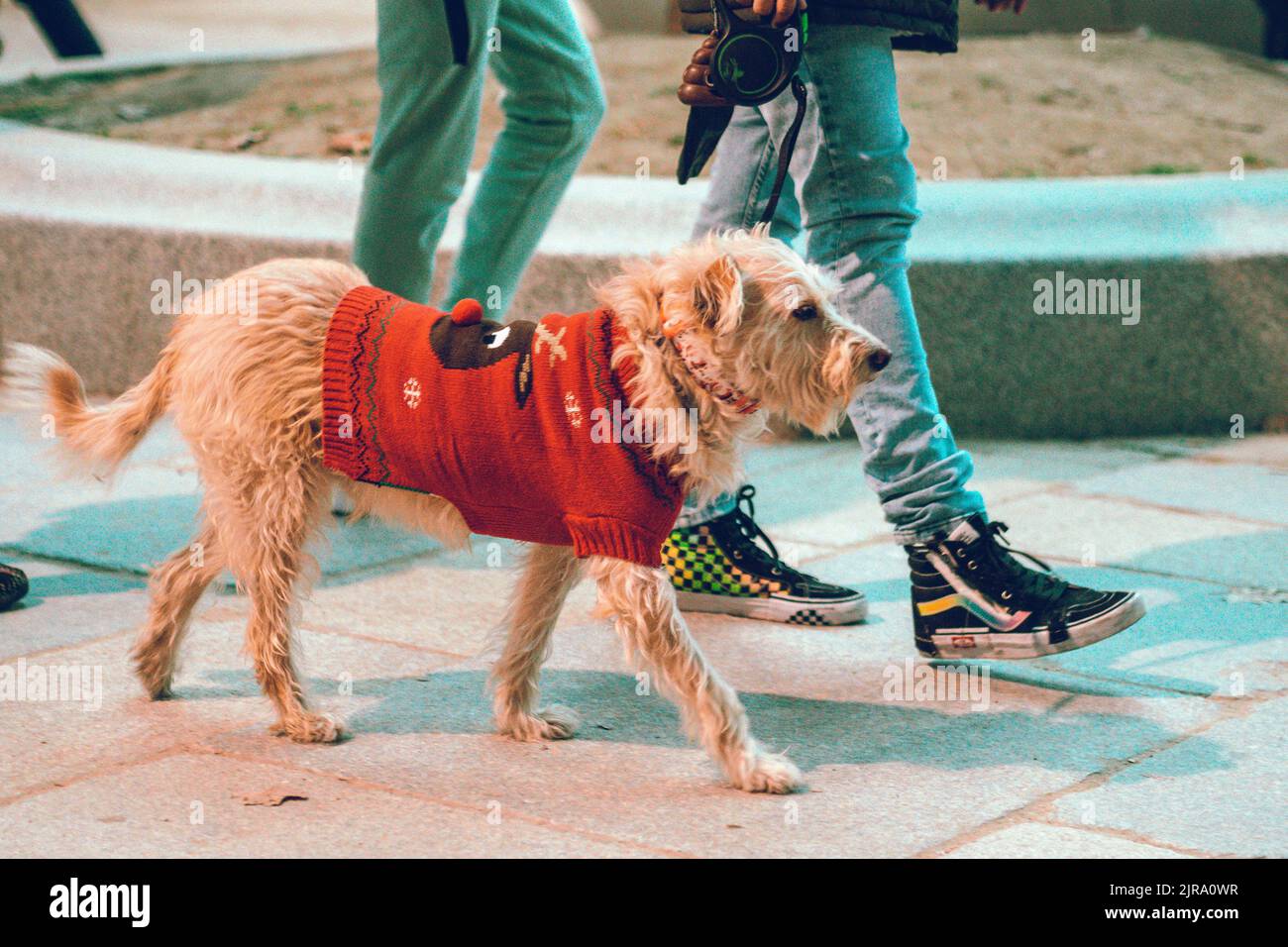 Un cane carino con vestito invernale Foto Stock