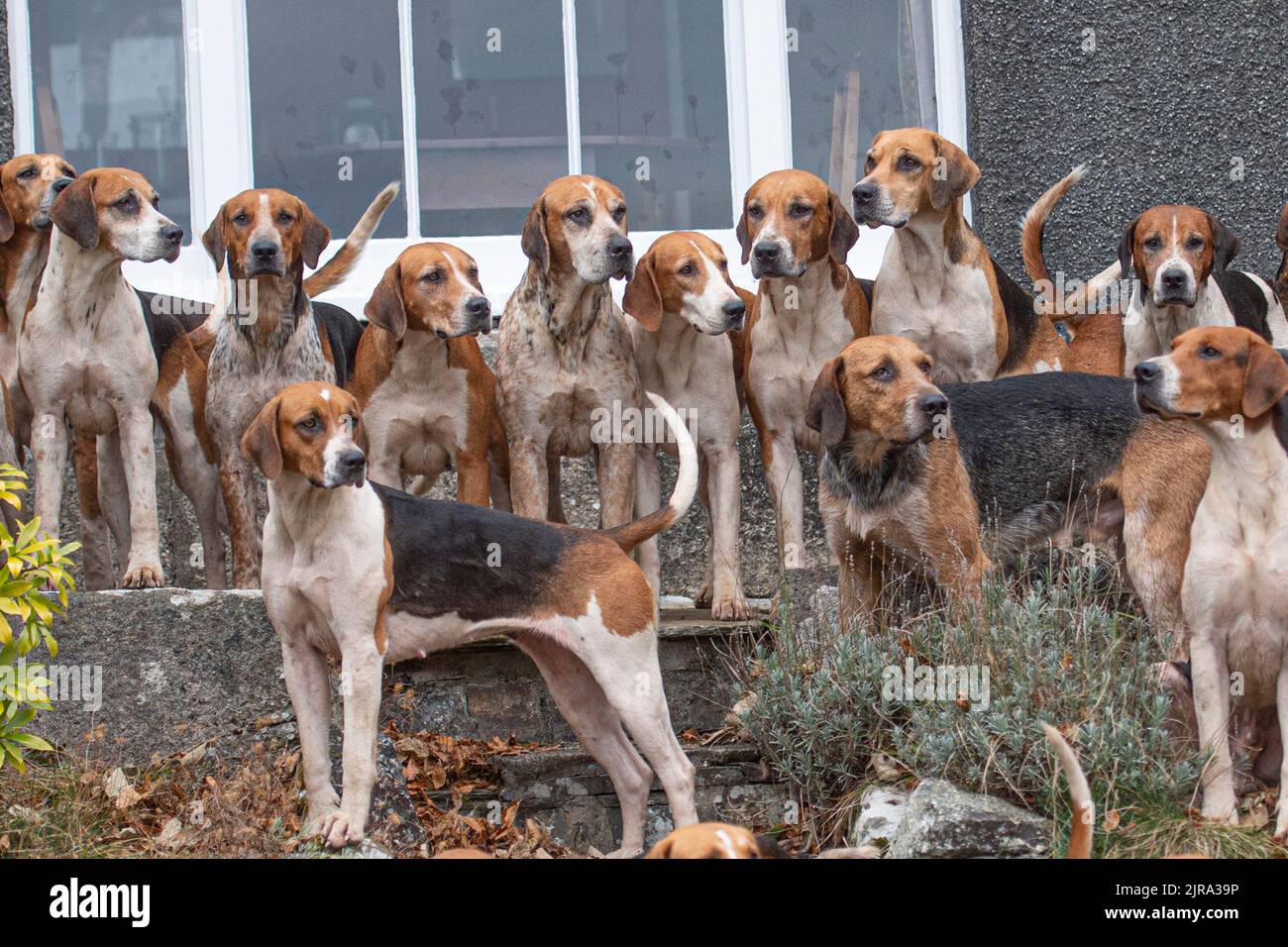 pacchetto di vecchi Foxhounds inglesi Foto Stock