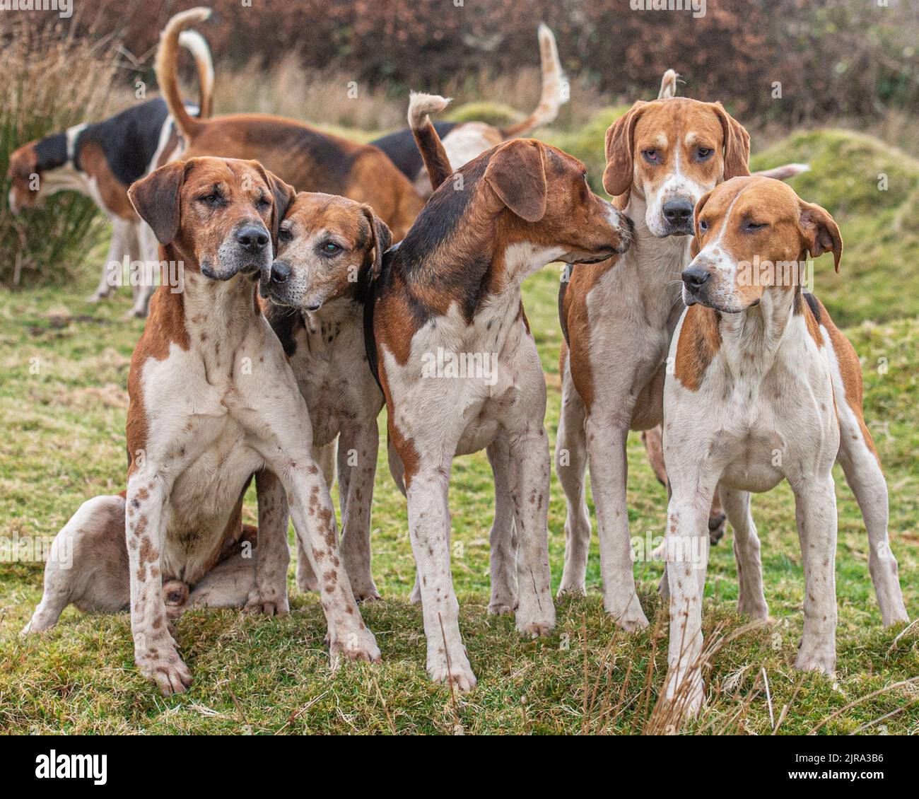 pacchetto di vecchi Foxhounds inglesi Foto Stock
