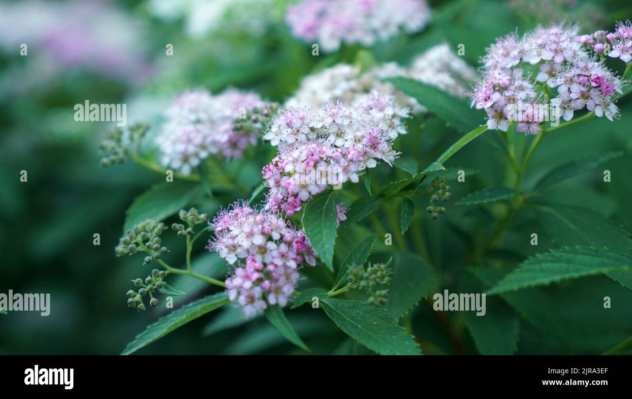 La Spirea giapponese fiorisce in un giardino estivo. Foto Stock