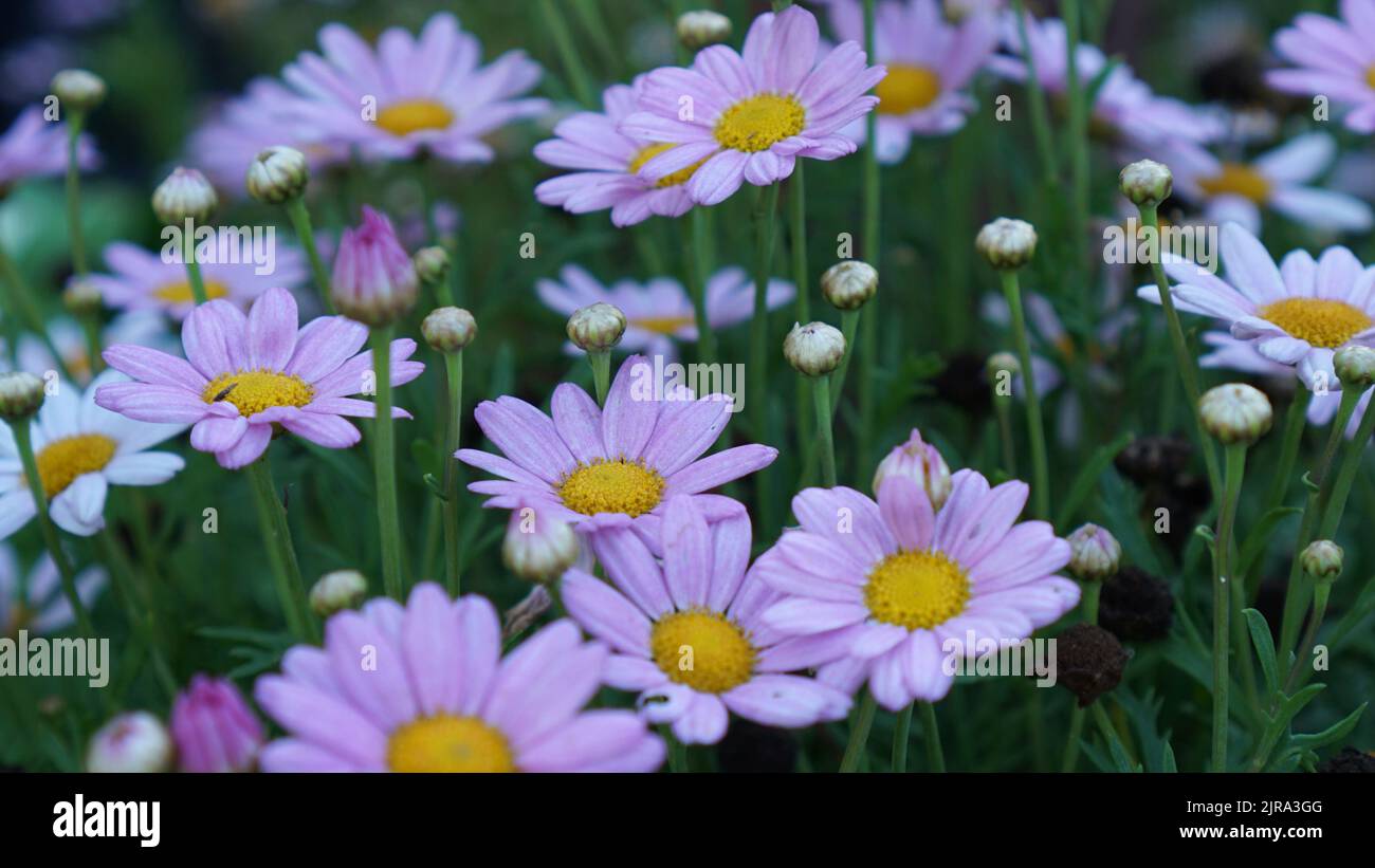 Cima margherite rosa Marguerite in fiore in un giardino estivo. Foto Stock
