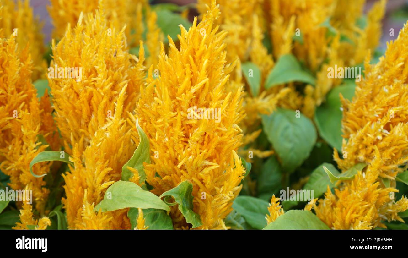 Giallo migliorato Celosia in fiore in un giardino estivo. Foto Stock