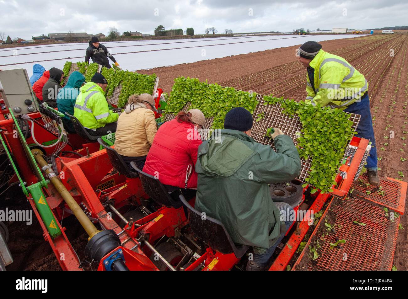 Lavoratori su una macchina a 16 file che piantano lattuga Iceberg, Shropshire, Regno Unito Foto Stock