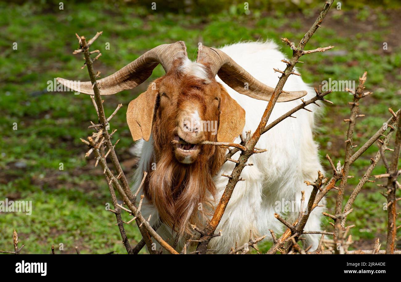 Una capra billy in una fattoria, Lancashire, Regno Unito Foto Stock