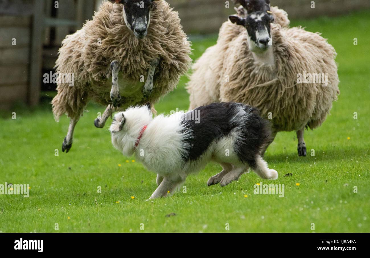 Un cane da pastore Collie di confine che allevava pecore in una vendita di cani da pastore, Skipton, North Yorkshire, Regno Unito Foto Stock