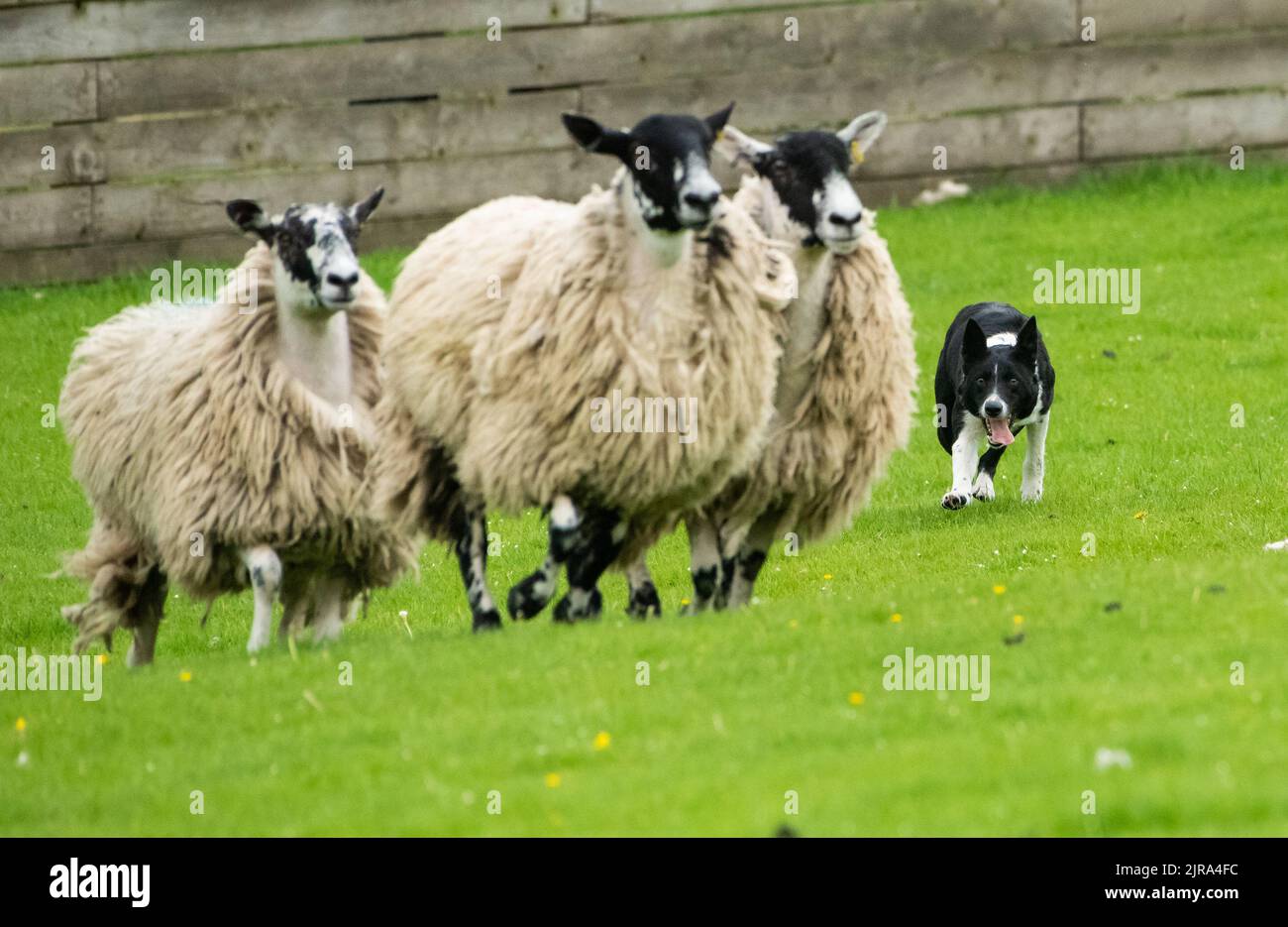 Un cane da pastore Collie di confine che allevava pecore in una vendita di cani da pastore, Skipton, North Yorkshire, Regno Unito Foto Stock
