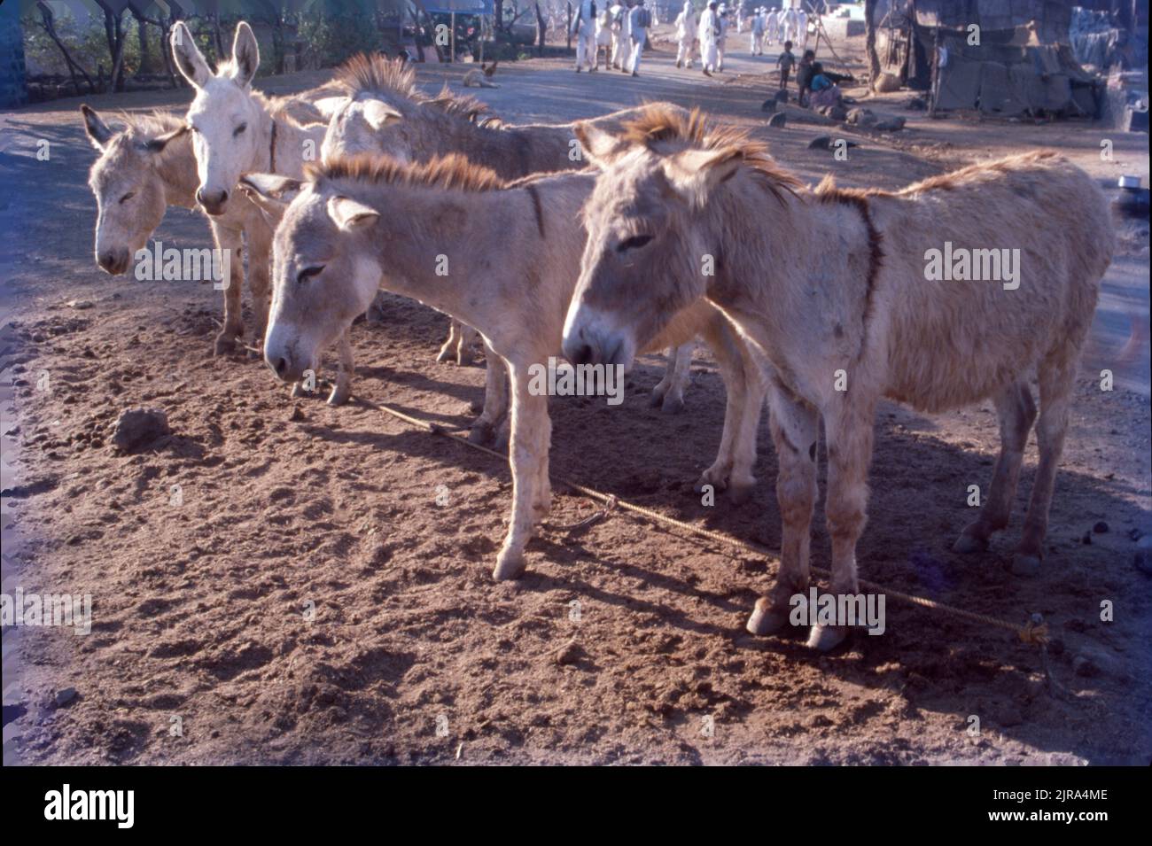 Asini in attesa, Gujrat, India Foto Stock