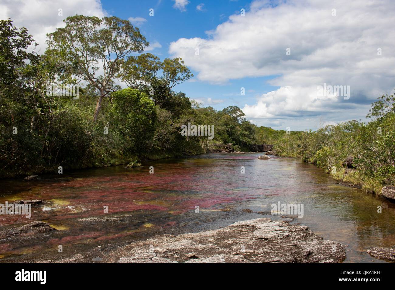 Una vista sul Cano Cristales, conosciuto come il fiume Rainbow, nel Parco Nazionale di Serrania de la Macarena in Colombia Foto Stock